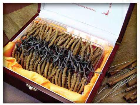 田阳冬虫夏草回收